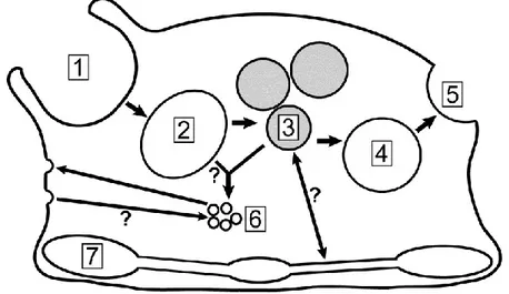 Figure 1. Schéma décrivant la voie endocytique chez D. discoideum. 