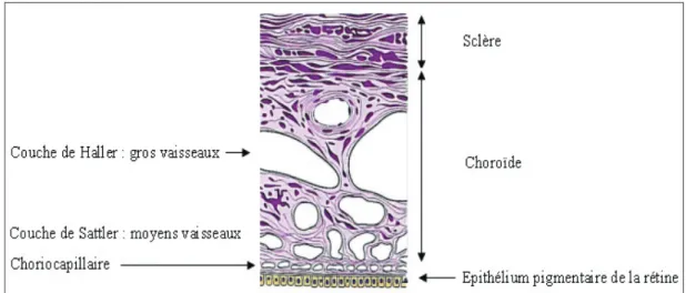 Figure 2 : Les différentes couches la choroïde.  