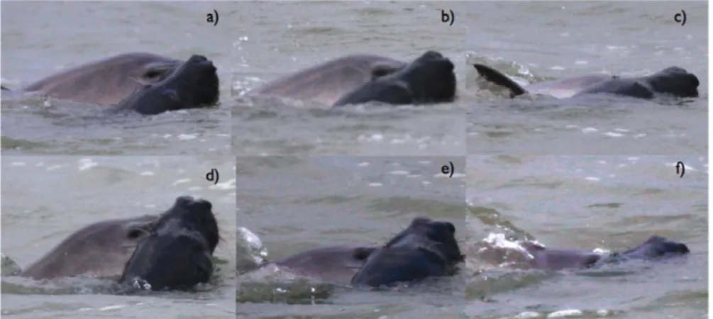 Figure 2. Pictures (a – c) show the sequence of the first attack of the gray seal on a harbor porpoise and the sequence (d – f) illustrate the second attack