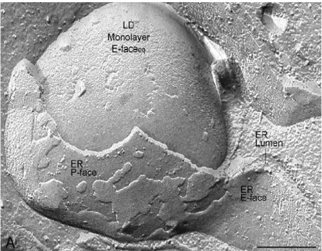 Figure  5.  Microphoto  de  cryofracture  de  l‟association  entre  la  goulette  lipidique  (LD)  et  la  membrane du reticulum endosplasmique (ER) dans les macrophages.Tirée de Robenek et al., 2006