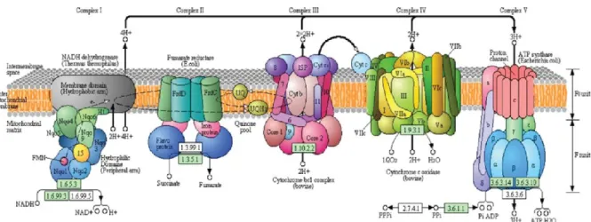 Figure  8.  Phosphorylation  oxydative  en  lien  avec  les  4  complexes  mitochondriaux