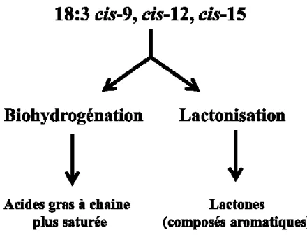 Figure 5.1: Devenir de l'acide linolénique chez la vache laitière 