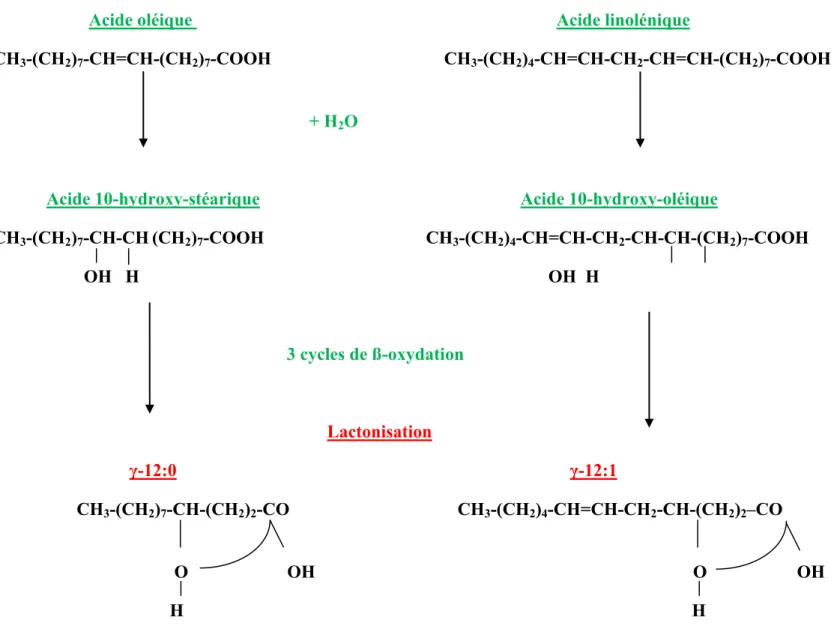 Figure 2.3: Mécanisme de formation des lactones γ-12:0 et γ-12:1 pendant la lactation (Urbach, 1990) 