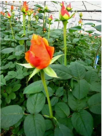 Figure  5  :  Photographie  de  roses  Milva®  en  culture  sous  serre  (Rosa  'TANavlim')
