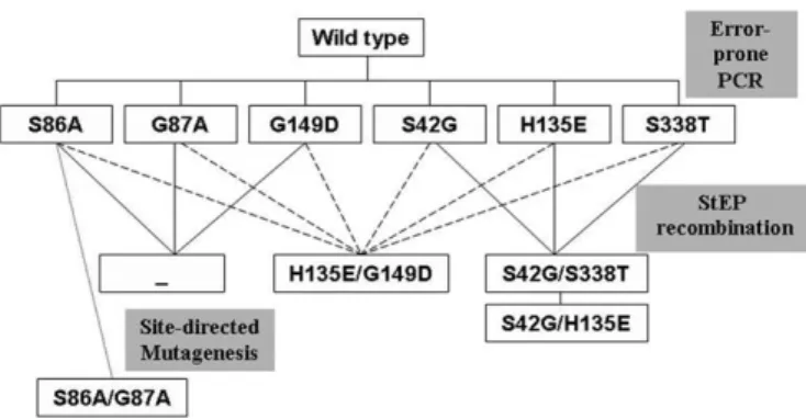 Fig. 1. Lineage of psychrophilic alkaline phosphatase variants. First generation variants were created by error-prone PCR