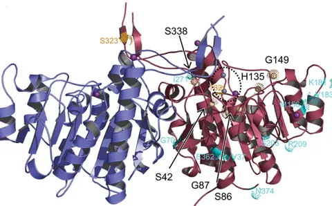 Fig. 5. The overall structure of the homodimeric wild-type TAB5 AP (Wang et al., 2007) ( pdb, 2iuc)