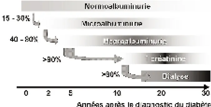 Fig. 1. Histoire naturelle de la néphropathie diabétique dans le dia- dia-bète de type 1.