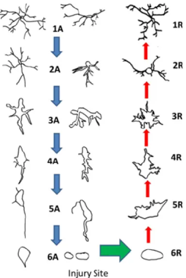 Figure 1: Representation of different morphologies of microglia depending on their state of activation
