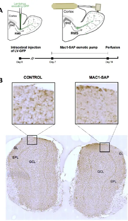 Figure 10: Mac1-Saporin affects microglia in OB. (A) Protocol of the experiment to ablate microglia in  OB
