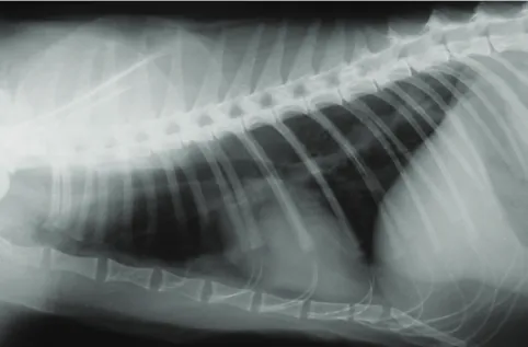 Figure 8   Thoracic radiograph (left lateral view) of a cat with acute dyspnoea caused by  heartworm disease