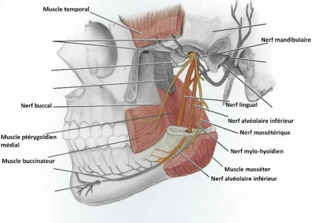 Figure 2 : Vue latérale d'un crâne avec le nerf mandibulaire et ses branches. Les muscles sont coupés