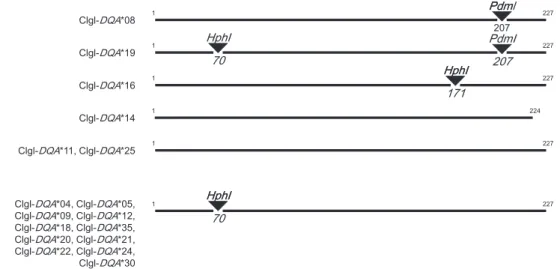 Figure 2. HphI and PdmI restriction map of the 17 Dqa-exon2 alleles of Myodes glareolus