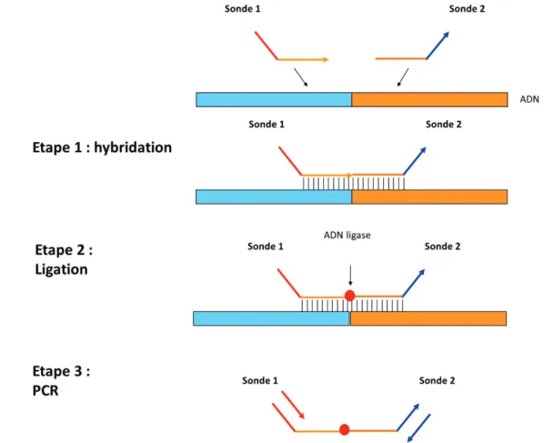 Figure 9 : représentation schématique de la PCR dépendante de la ligation : Première étape : hybridation des  sondes  oligonucléotidiques