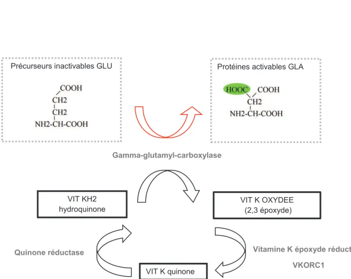 Figure 3 : Carboxylation des protéines vitamine K dépendantes dans l’hépatocyte Précurseurs inactivables GLU 