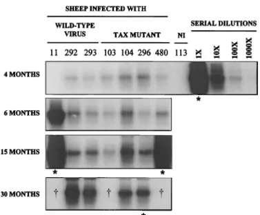 FIG. 1. Evolution of proviral loads in sheep infected with the BLV Tax mutants. Three sheep (11, 292, and 293) were injected with plasmid pBLVIX, which contains an infectious and pathogenic BLV provirus (clone 344)