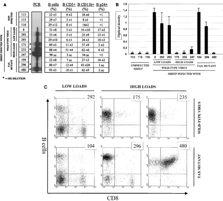 FIG. 3. (A) Phenotype of B cells in BLV-infected sheep. A series of 12 sheep were analyzed to determine and compare the phenotypes of the B-lymphocyte populations within the bloodstream of animals 104, 296, and 480 infected with pBLVTax106⫹293 (Tax mutant)