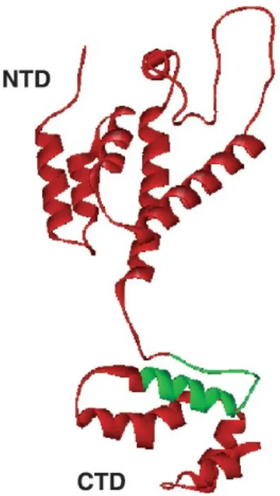 Figure 6. Structure 3D  de la capside du VIH-1  Adaptée de [62]. 