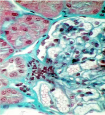 Figure 12 : Coupe histologique transversale de l’appareil juxta-glomérulaire 