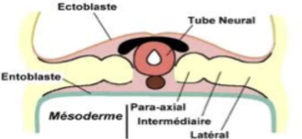 Figure 14 : Schéma de l’embryogénèse illustrant   la position du mésoblaste intermédiaire 
