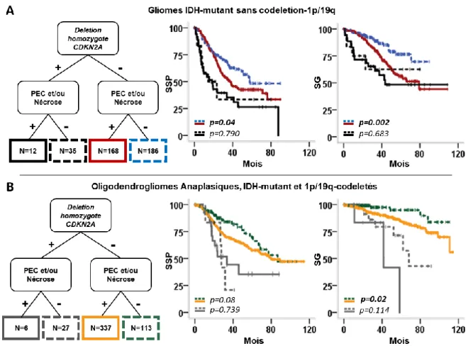 Figure 2 : Courbes de survie de Kaplan-Meier des 911 gliomes IDH-mutés de haut grade  stratifiés selon la présence de codélétion-1p/19q, les critères histopronostiques et le statut de  CDKN2A