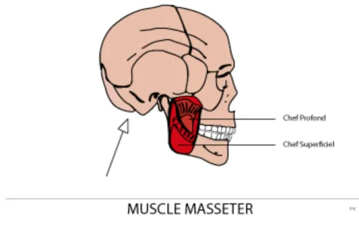 Fig 2 Le muscle Masseter 