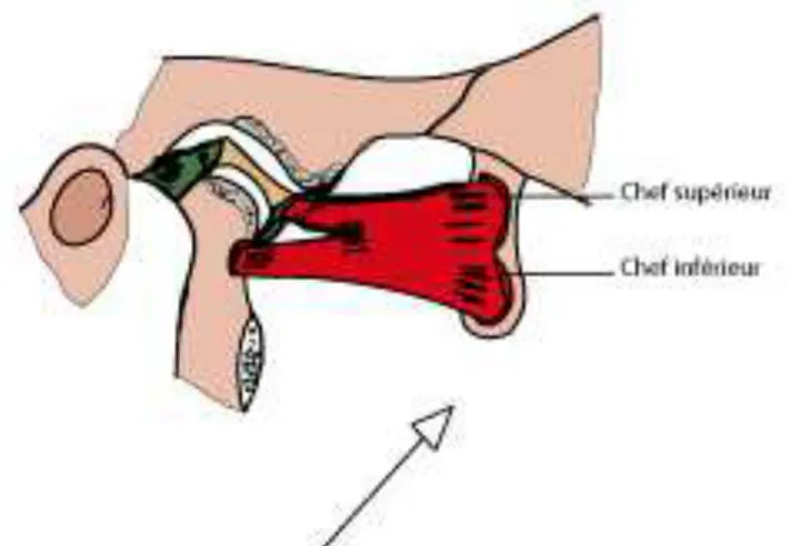 Fig 5 : Le muscle ptérygoïdien latéral  C) L’organe dentaire 