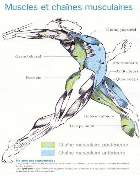 Fig 8 : Les chaines musculaires antérieures et postérieures 