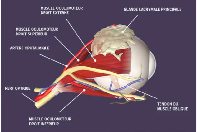 Fig 9 : Dessin de Michel Saemann Larousse médical : Les muscles occulo moteurs 