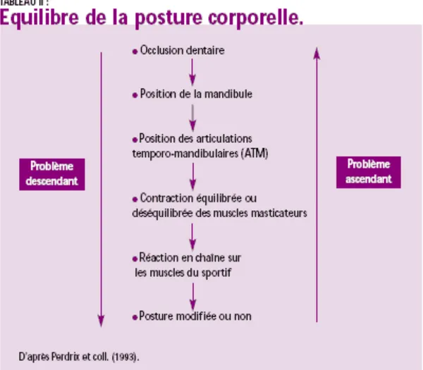 Fig 13 : Perdrix et coll : Tableau récapitulatif sur l’equilibre de la posture corporelle 