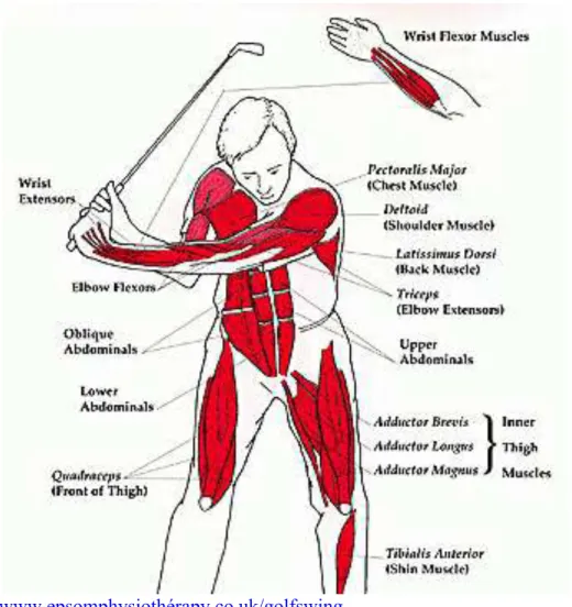 Fig 14 : Représentation des muscles impliqués dans le swing de golf 