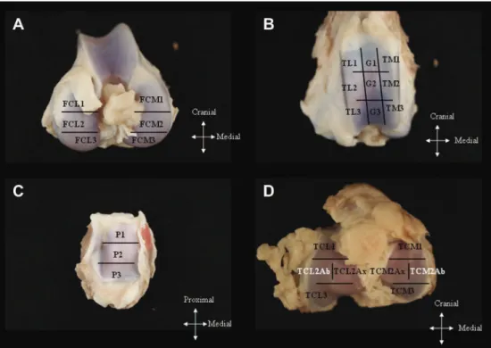 Fig. 1. Anatomic subregions assessed for AC abnormalities. (A) Cranial, middle and caudal thirds of the articular surface of the medial and lateral femoral condyles (FCM1, FCM2, FCM3, FCL1, FCL2, FCL3); (B) proximal, middle and distal thirds of the articul