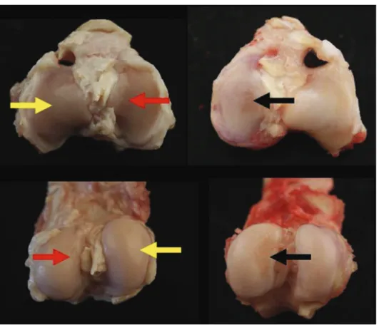 Table III summarizes the histological ﬁ ndings (structure, chon- chon-drocyte density, cell cloning, inter-territorial blue, tidemark and extension of lesion) found in every level of macroscopic scoreFig