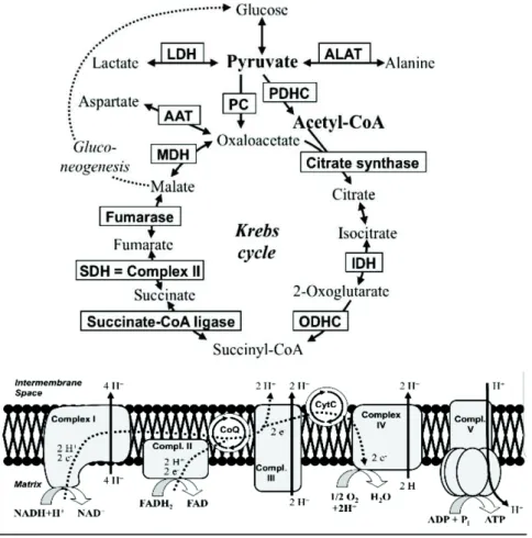 Figure 2. Métabolisme énergétique : cycle de Krebs et chaîne respiratoire [12] 