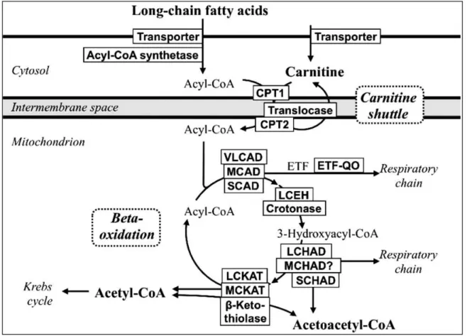 Figure 3. La bêta-oxydation des acides gras 