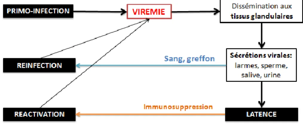 Figure 5: Physiopathologie de l'infection à CMV 