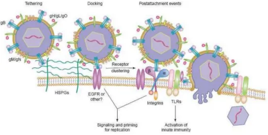 Figure 6: Illustration de l'entrée du HCMV dans la cellule hôte (10) 