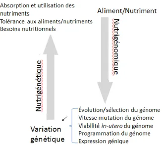 Figure 1. Interaction gène-diète, tirée de Stover [11]. 