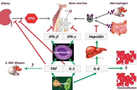 Figure 1. Hepcidin-mediated blockade of iron homeostasis due to in ﬂ ammation in anaemia of chronic disease