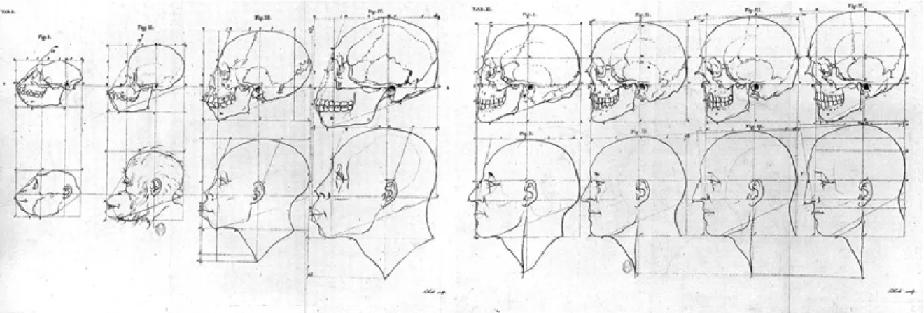 Figure 14. La transition de l'angle facial, du singe à queue jusqu'à Apollon. Camper, 1791