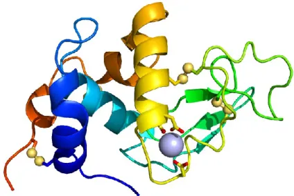 Figure 2 :  Structure  3D de l’α-lactalbumine (tiré de :  http://www.intechopen.com/books/milk- http://www.intechopen.com/books/milk-protein/)