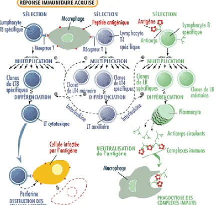 Figure 4 :  La réponse immunitaire acquise. Les macrophages présentent à leur surface des  fragments peptidiques du pathogène endocyté précédemment