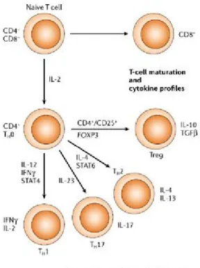 Figure 5 :  Différenciation des cellules T. Chaque sous-population de Th possède un patron  de production de cytokine caractéristique et leur différentiation est déterminée par  le profil cytokinique de l’environnement (Korzenik &amp; Podolsky, 2006)