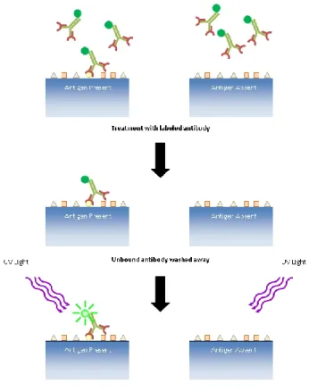Figure 8 :  Principe de l'immunofluorescence directe (tiré de :  http://www.di.uq.edu.au/directif)