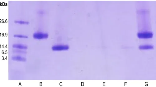 Figure 1:  SDS-PAGE profiles (Tris-Tricine gel) of A) molecular weight standard, B) β-lactoglobulin  (1 mg mL –1 ), C) α-lactalbumin (1 mg mL –1 ), D) hydrolyzed-whey protein isolate (H-WPI,  2.5 mg mL –1 ), E) H-WPI (5 mg mL –1 ), F) H-WPI (10 mg mL –1 ),