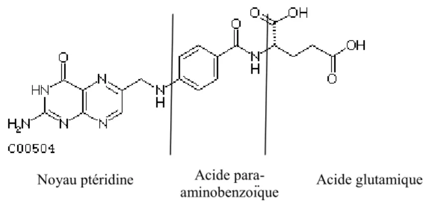 Figure 2.1 Structure chimique de la vitamine B 9  (Adapté de Hill, 2010) 