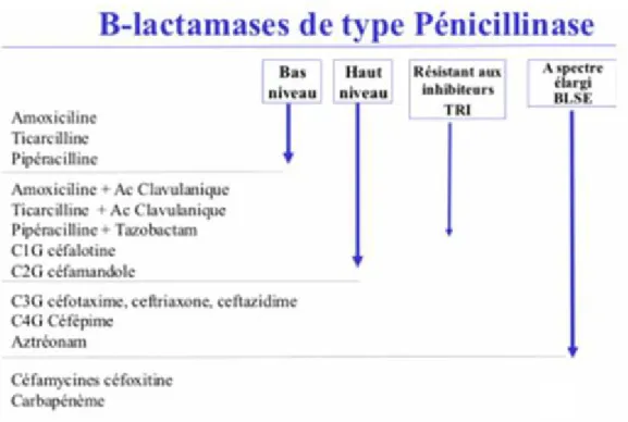 Figure 1: Résistance induite des β-lactamases de type pénicillinase