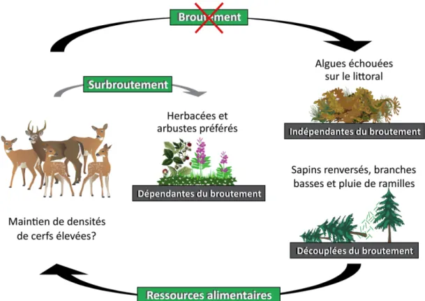 Figure  1.1. Illustration des éléments clés de la problématique sous-jacente à la thèse