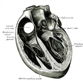 Illustration 2: section d'un coeur  montrant les cavités de l'organe par le  Grays Anatomy Student
