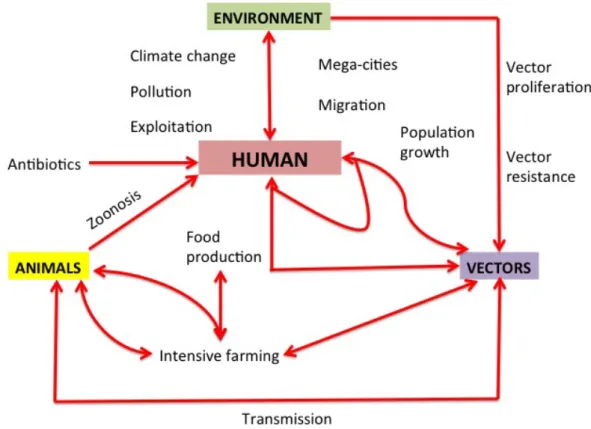 Figure  1:  Epidemiological  triad  emphasizing  how  human  activities  affect  each  one  of  its  elements