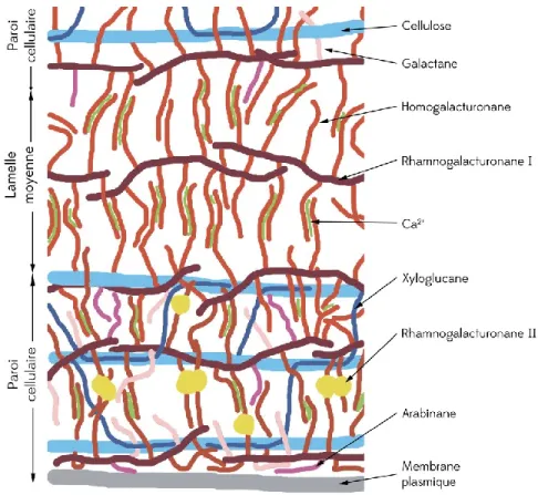 Figure 1-1 : Modèle de paroi cellulaire végétale de dicotylédone. D’après Hanlin, Hrmova  et al